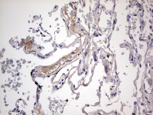 m07626 anti boule boll mouse monoclonal antibody clone id oti2d11 ihc testing 7