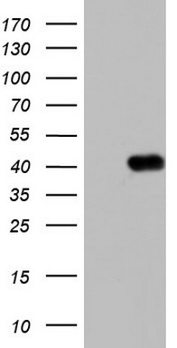 m07626 anti boule boll mouse monoclonal antibody clone id oti2d11 wb testing 1