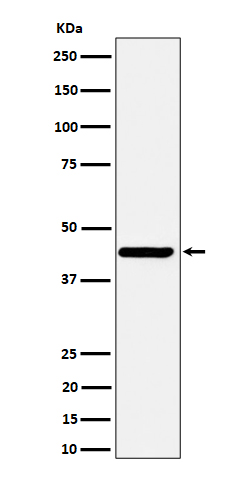 Western blot analysis of Nodal expression in SH-SY5Y cell lysate.