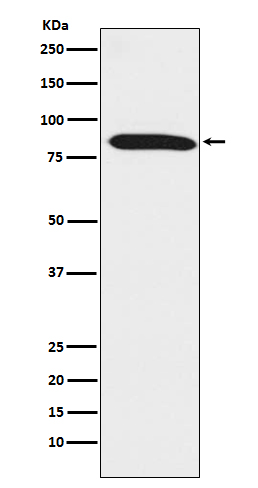 Western blot analysis of Dynein intermediate chain 1 expression in mouse testis lysate.