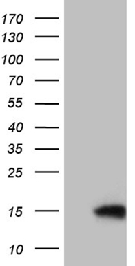 m07659 anti timm8a mouse monoclonal antibody clone id oti5c8 wb testing 1
