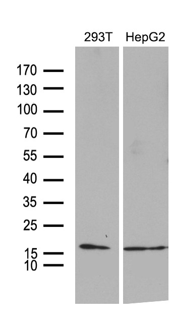 m07659 anti timm8a mouse monoclonal antibody clone id oti5c8 wb testing 2