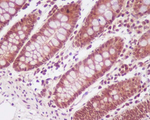 m07661 ihc