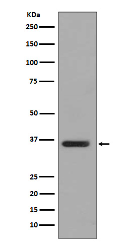m07661 wb