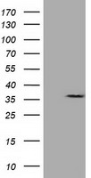 m07665 1 anti capza1 mouse monoclonal antibody clone id oti7c8 wb testing 1