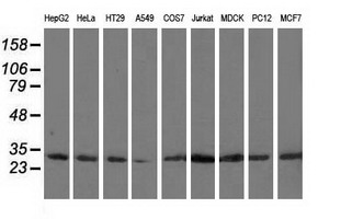 m07665 1 anti capza1 mouse monoclonal antibody clone id oti7c8 wb testing 2