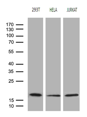 Western blot analysis of extracts (35ug) from 3 different cell lines by using anti-EDF1 monoclonal antibody (1:500)