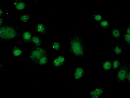 m07684 anti fkbpl mouse monoclonal antibody clone id oti2d8 if testing 8