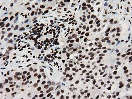 m07684 anti fkbpl mouse monoclonal antibody clone id oti2d8 ihc testing 3