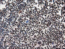 m07684 anti fkbpl mouse monoclonal antibody clone id oti2d8 ihc testing 4