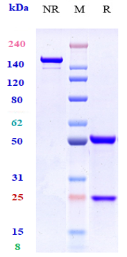 Anti-GPA33 Reference Antibody (KRN330) on SDS-PAGE under reducing (R) condition