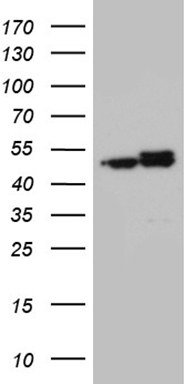 HEK293T cells were transfected with the pCMV6-ENTRY control (Left lane) or pCMV6-ENTRY HNRNPH1 (Right lane) cDNA for 48 hrs and lysed
