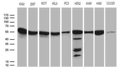 Western blot analysis of extracts (35ug) from 9 different cell lines by using anti-CCT4 monoclonal antibody (1:500)