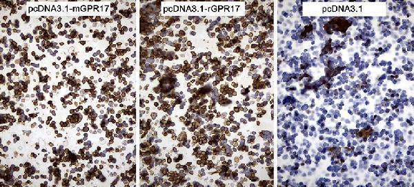 m07718 anti gpr17 mouse monoclonal antibody clone id oti17c1 ihc testing 4