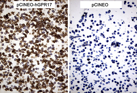 m07718 anti gpr17 mouse monoclonal antibody clone id oti17c1 ihc testing 5
