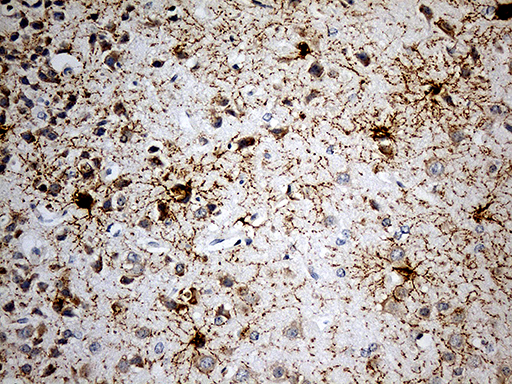 m07718 anti gpr17 mouse monoclonal antibody clone id oti17c1 ihc testing 6