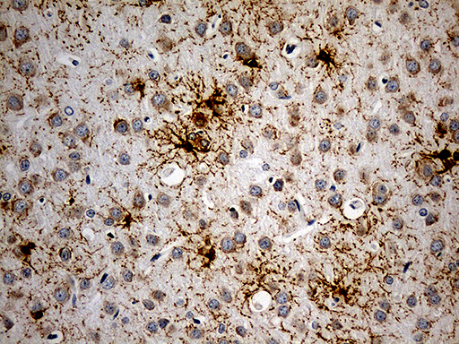 m07718 anti gpr17 mouse monoclonal antibody clone id oti17c1 ihc testing 7