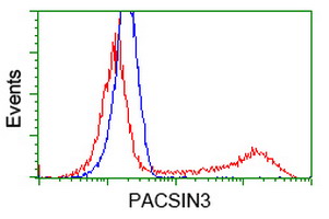 HEK293T cells transfected with either PACSIN3 (Myc-DDK-tagged) overexpress plasmid (Red) or empty vector control plasmid (Blue) were immunostained by anti-PACSIN3 antibody (M07725-1)