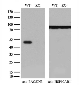 m07725 1 anti pacsin3 mouse monoclonal antibody clone id oti2d7 wb testing 3