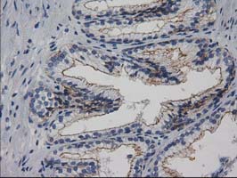 m07725 anti pacsin3 mouse monoclonal antibody clone id oti2e4 ihc testing 4