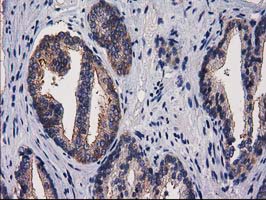 m07725 anti pacsin3 mouse monoclonal antibody clone id oti2e4 ihc testing 5