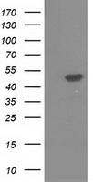 m07725 anti pacsin3 mouse monoclonal antibody clone id oti2e4 wb testing 1