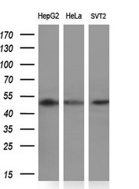 m07725 anti pacsin3 mouse monoclonal antibody clone id oti2e4 wb testing 2