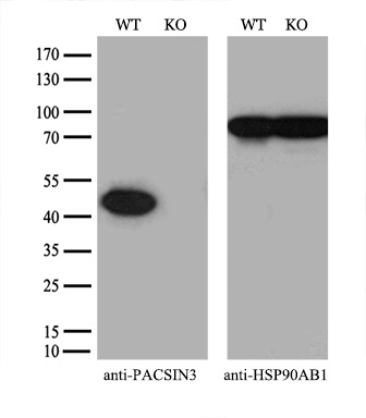 m07725 anti pacsin3 mouse monoclonal antibody clone id oti2e4 wb testing 3
