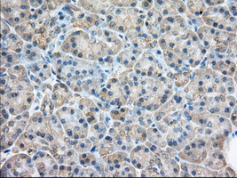 m07742 anti rab17 mouse monoclonal antibody clone id oti5e2 ihc testing 2
