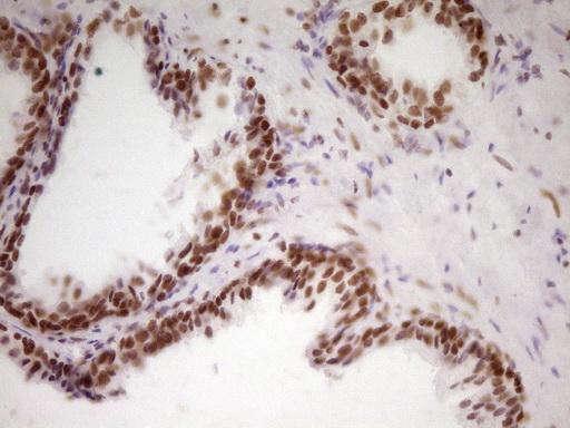 m07758 anti hmg20a mouse monoclonal antibody clone id oti2h4 ihc testing 9