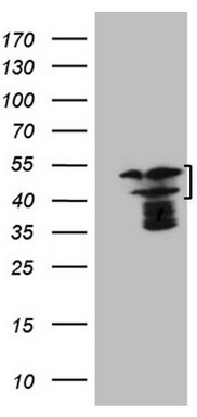 m07758 anti hmg20a mouse monoclonal antibody clone id oti2h4 wb testing 1