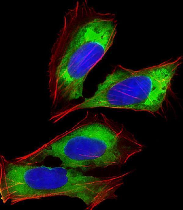 m07781 anti rpl14 antibody center if testing 1