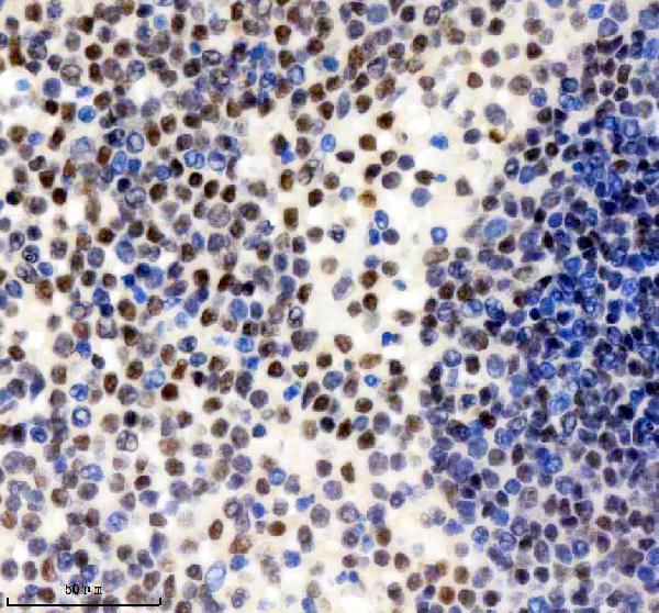 m07786 cdc40 primary antibodies ihc testing 1