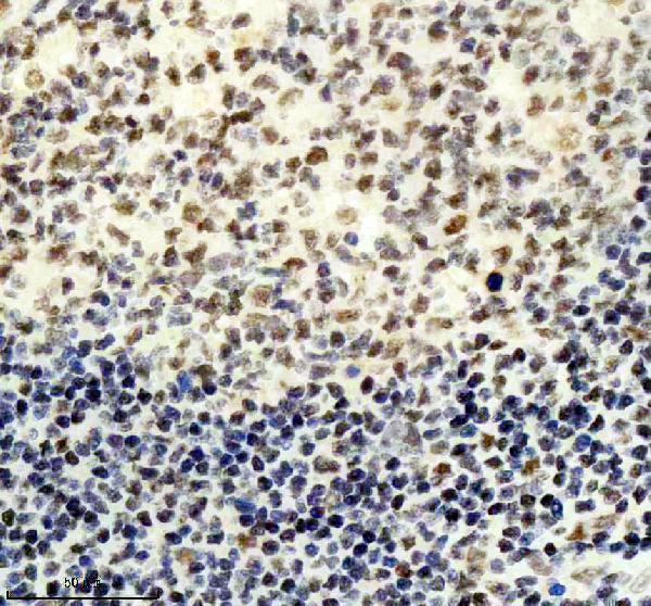 m07786 cdc40 primary antibodies ihc testing 2