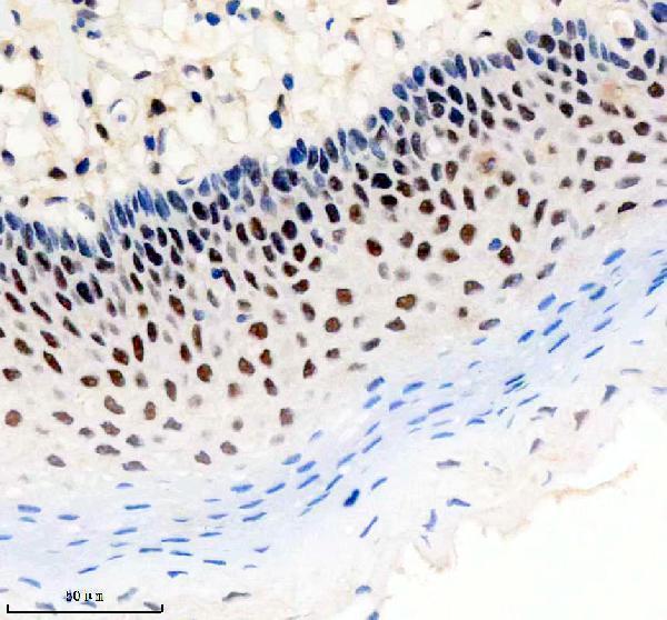 m07786 cdc40 primary antibodies ihc testing 3