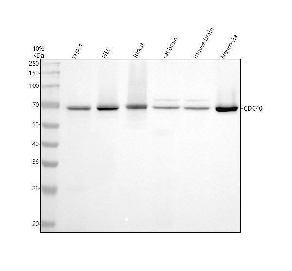 m07786 cdc40 primary antibodies wb testing 1