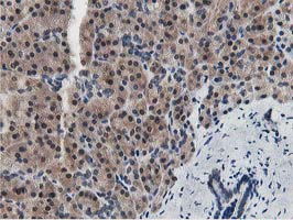 m07788 anti dpp3 mouse monoclonal antibody clone id oti2d9 ihc testing 3