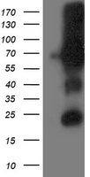 m07788 anti dpp3 mouse monoclonal antibody clone id oti2d9 wb testing 1