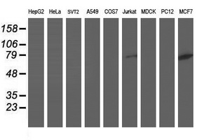 m07788 anti dpp3 mouse monoclonal antibody clone id oti2d9 wb testing 2
