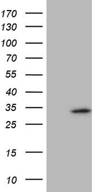 m07790 anti spc25 mouse monoclonal antibody clone id oti3d11 wb testing 1