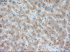 m07816 1 anti usp13 mouse monoclonal antibody clone id oti4g11 ihc testing 10