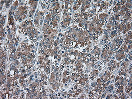 m07816 1 anti usp13 mouse monoclonal antibody clone id oti4g11 ihc testing 11