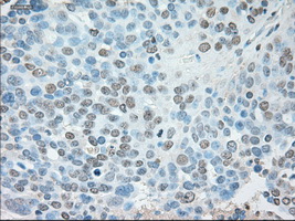 m07816 1 anti usp13 mouse monoclonal antibody clone id oti4g11 ihc testing 4