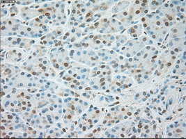 m07816 1 anti usp13 mouse monoclonal antibody clone id oti4g11 ihc testing 5