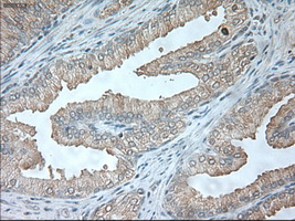 m07816 1 anti usp13 mouse monoclonal antibody clone id oti4g11 ihc testing 6