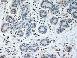 m07816 1 anti usp13 mouse monoclonal antibody clone id oti4g11 ihc testing 7