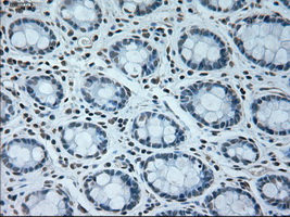 m07816 1 anti usp13 mouse monoclonal antibody clone id oti4g11 ihc testing 8