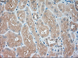 m07816 1 anti usp13 mouse monoclonal antibody clone id oti4g11 ihc testing 9