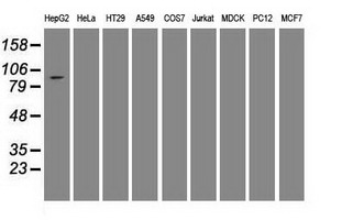 Western blot analysis of extracts (35ug) from 9 different cell lines by using anti-USP13 monoclonal antibody