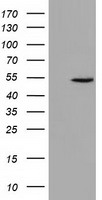 m07817 1 anti kist uhmk1 mouse monoclonal antibody clone id oti5e10 wb testing 1